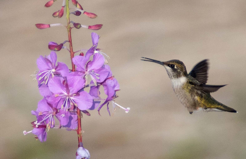 Hummingbird at Brier Island Lodge and Resort.