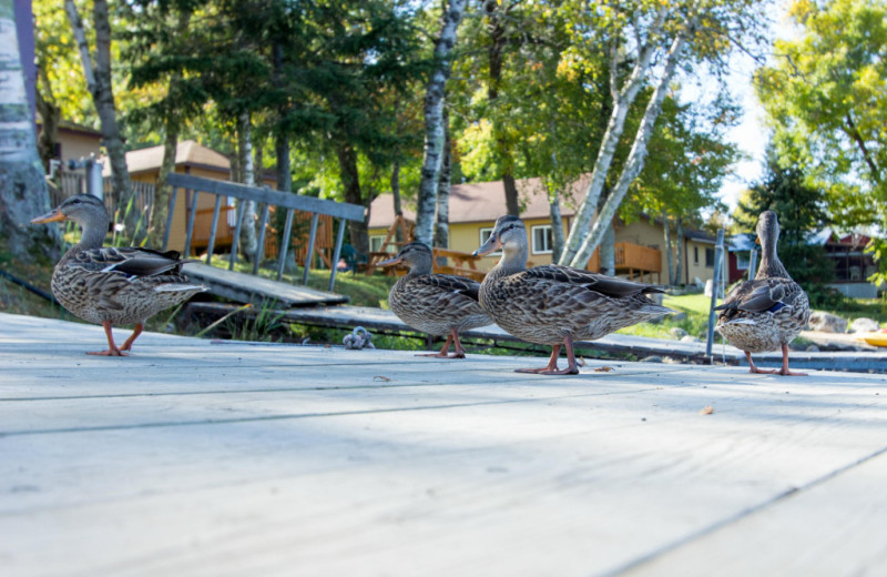 Ducks at Krueger's Harmony Beach Resort.