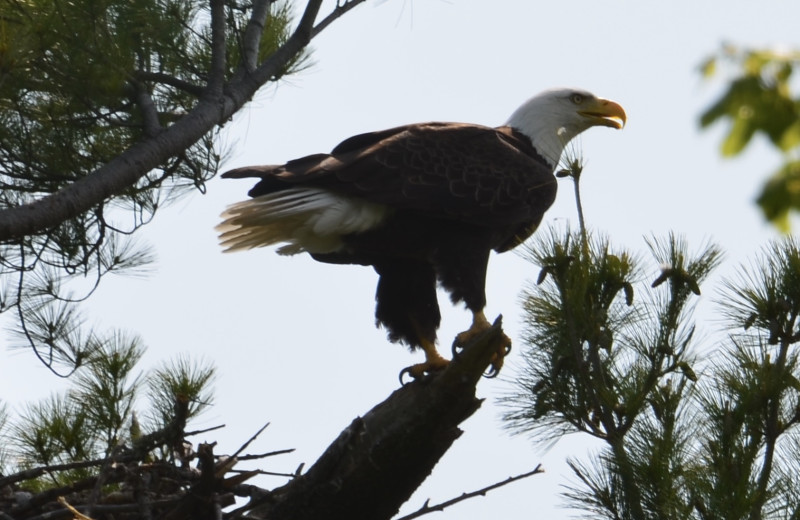 Eagle at Eagle Ridge Resort.