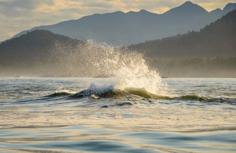 Whale at Nootka Wilderness Lodge.