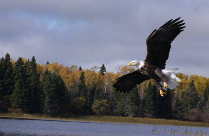 Eagles can be seen on the lake at Angle Outpost Resort & Conference Center.