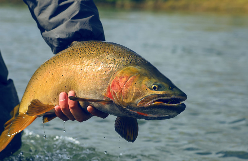 Fishing at Jackson Hole Lodge.