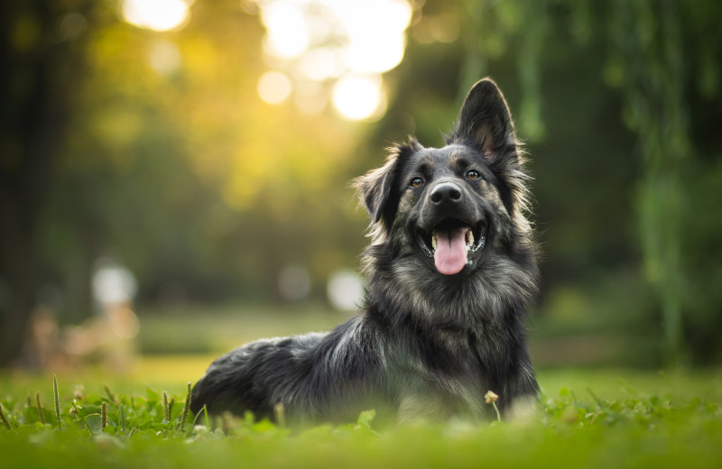 Pets welcome at Wilderness Resort Cabins & Campground.