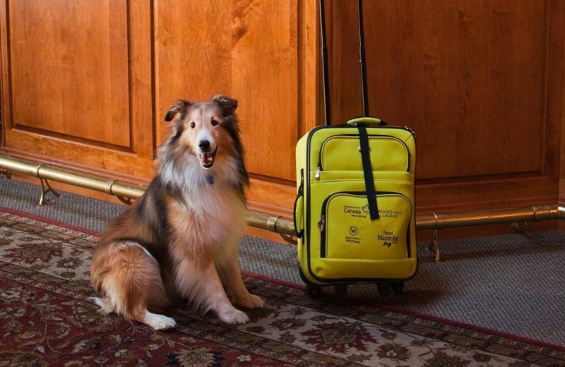 Pets welcome at South Thompson Inn & Conference Centre.