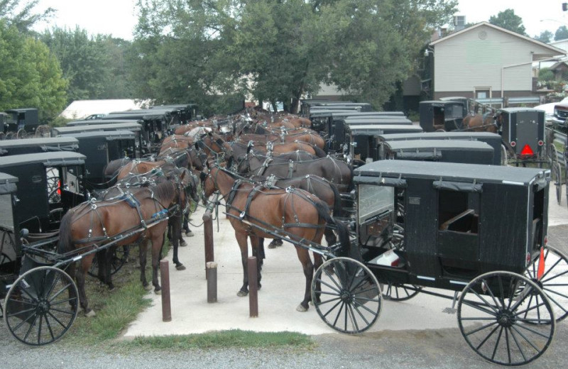 Amish carriages at Guggisberg Swiss Inn/Amish Country Riding Stables.