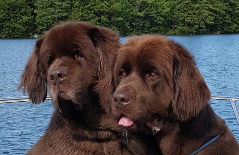 Pets welcome at Cottage Place on Squam Lake.