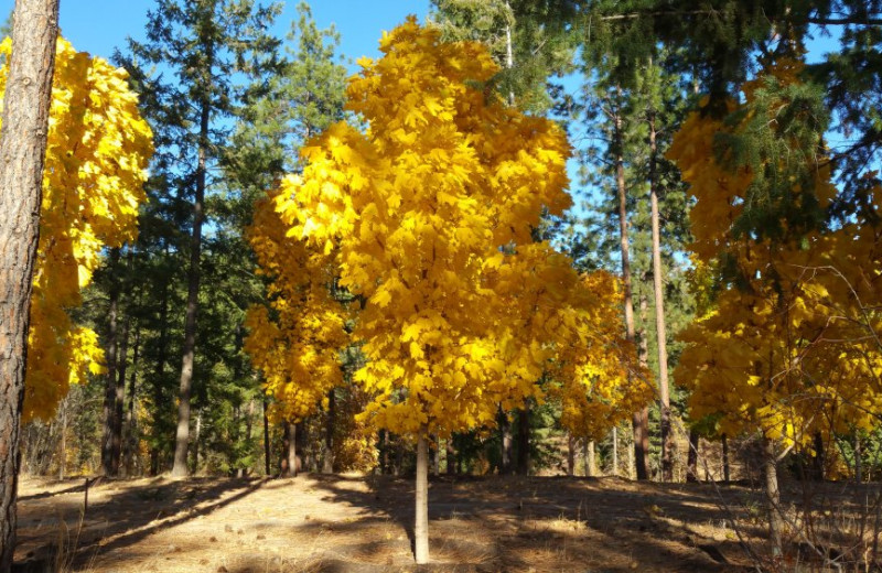 Fall colors at Powers Creek Retreat.