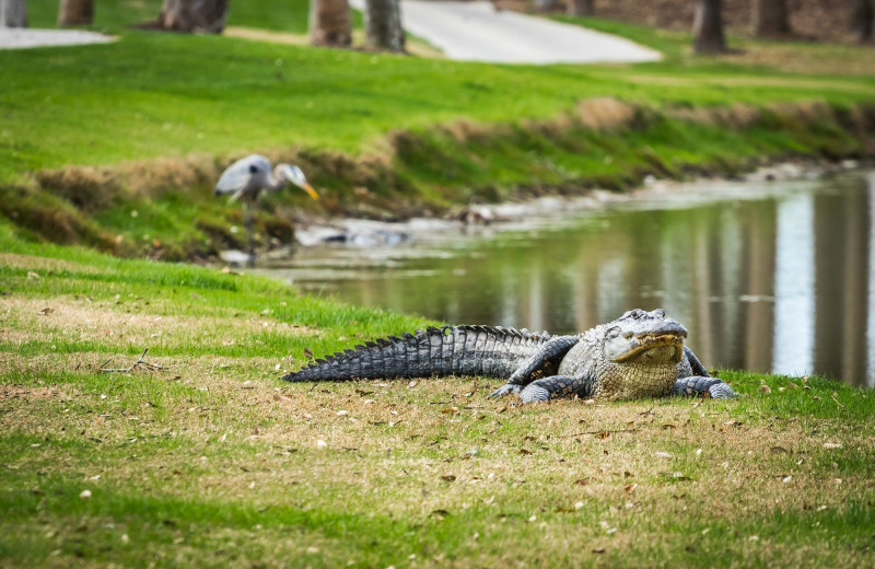 Alligator at Kiawah Island Golf Resort.