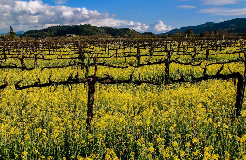 Vineyard at Casa Lana Bed & Breakfast.