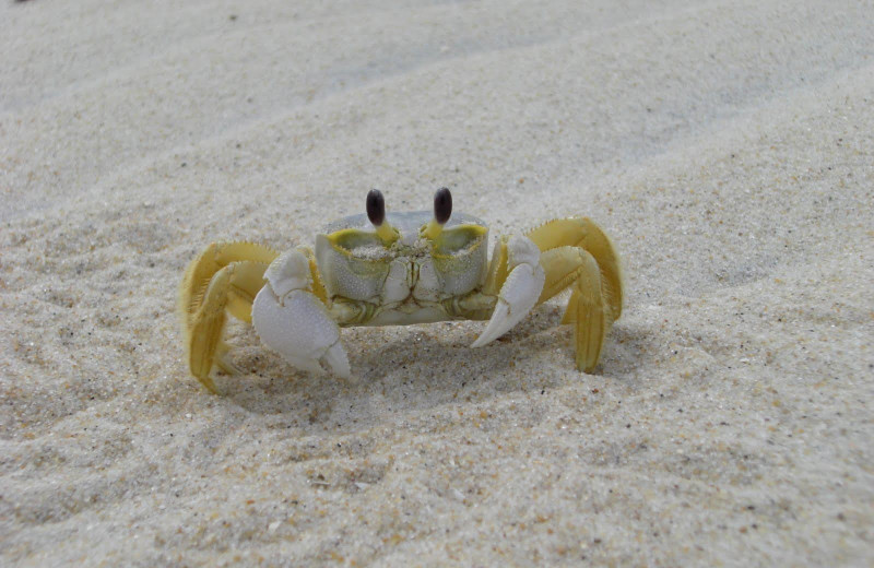 Crab on beach at Hilton Suites Ocean City Oceanfront.