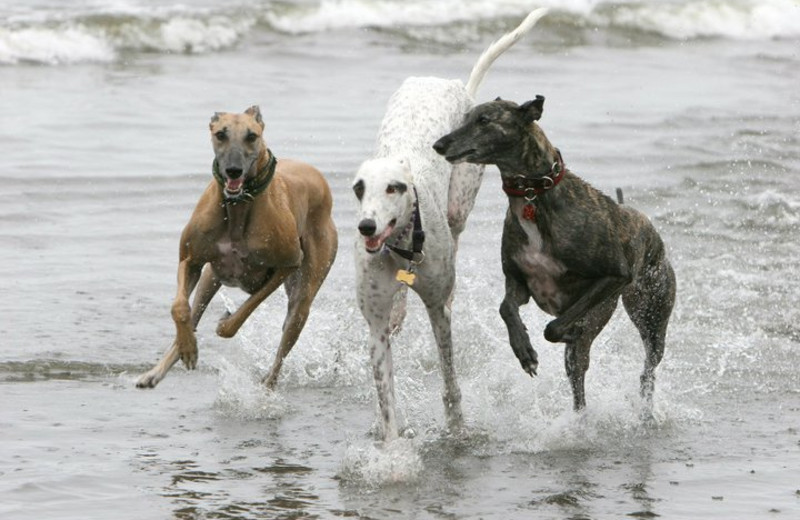 Pet friendly beaches at Seabrook Cottage Rentals.