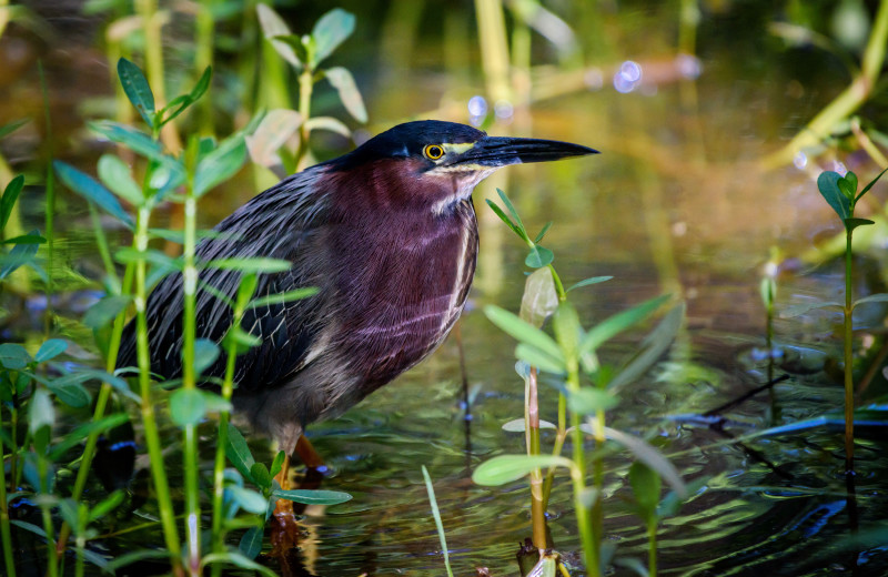 Bird sanctuary near Beachfront Rentals.