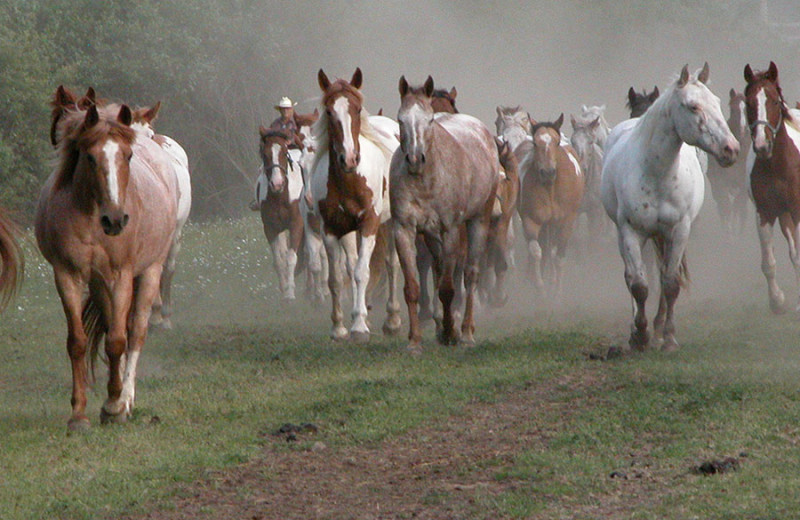 Horses at Double JJ Resort.