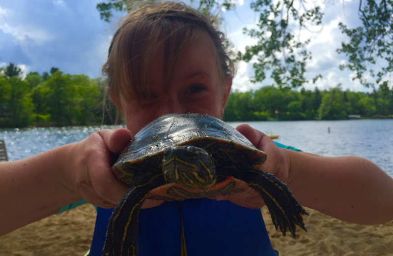 Turtle at Breezy Point Resort on Straight Lake.