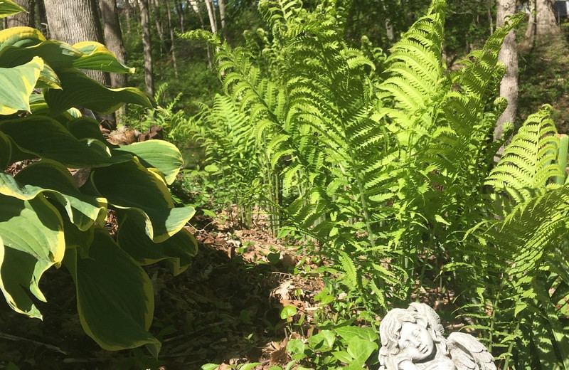 Garden at Chateau Lake Logan.