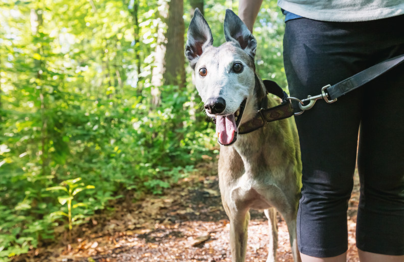 Pets welcome at Best of Canaan.