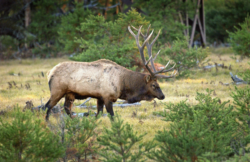 Elk at Northwoods Lodge.