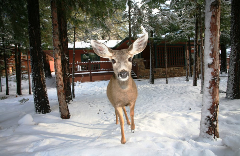 Deer at Mount Shasta Resort.