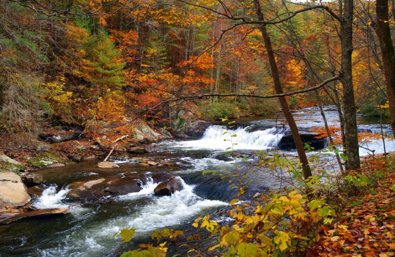 Beautiful scenery at Aunt Bug's Cabin Rentals, LLC.