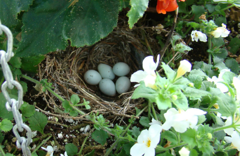 Bird eggs at Cedar Crest Inn.