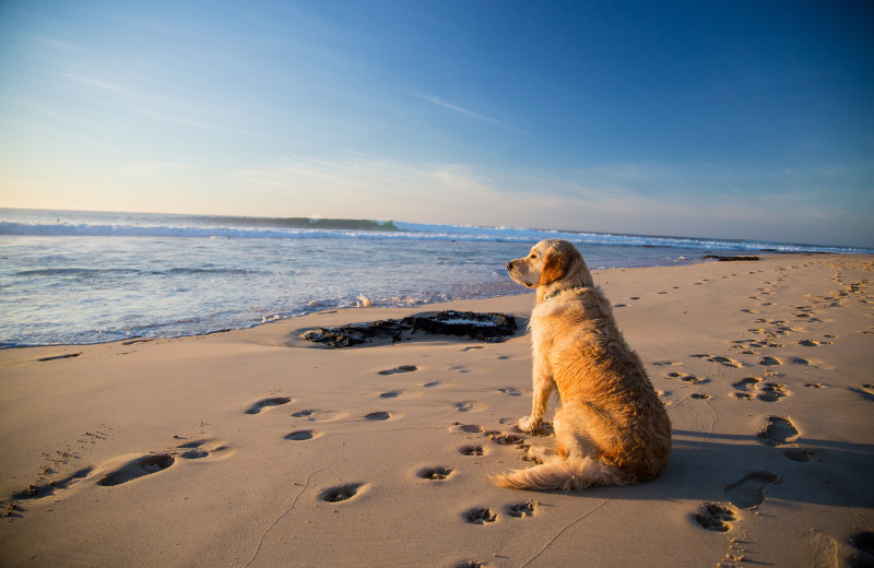 Pets welcome at Sea Star Realty.