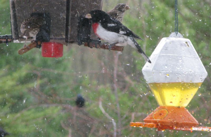 Bird watching at Harris Hill Resort.