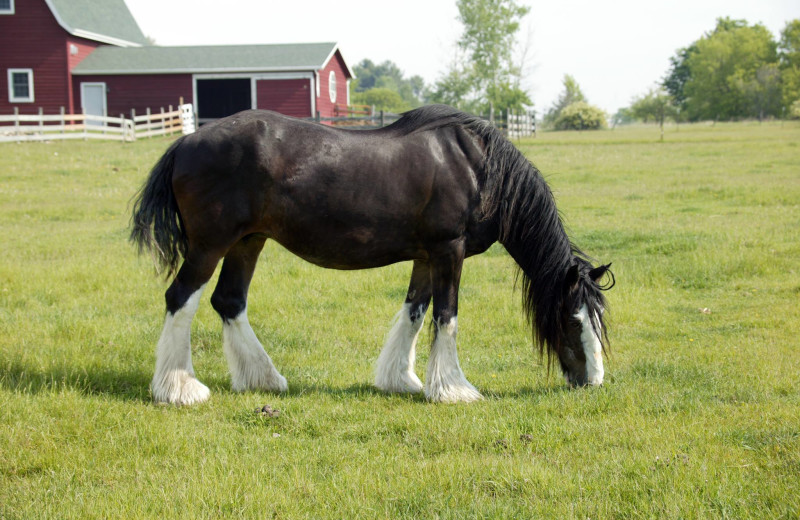 Horse at Chanticleer Guest House.