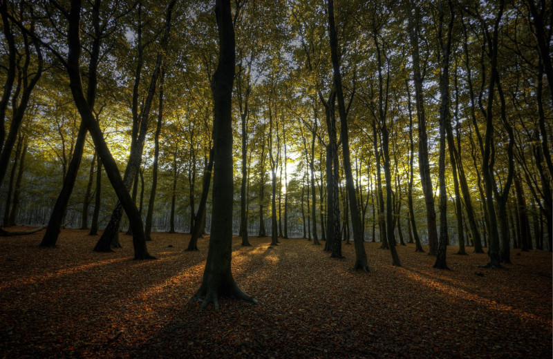 Forest at Acorn Lodge.