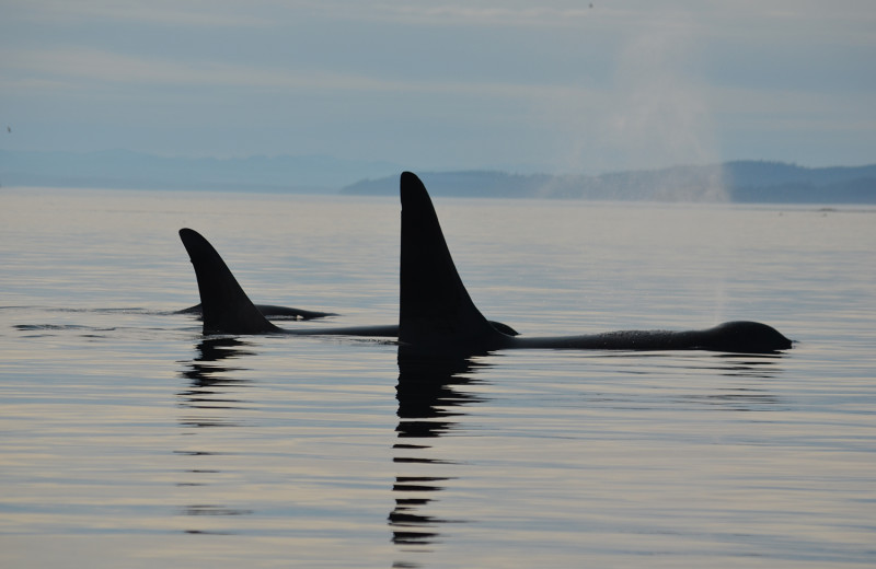 Killer whales at Grizzly Bear Lodge & Safari.