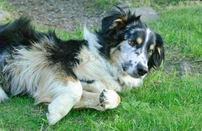 Pets welcome at Western Pleasure Guest Ranch.