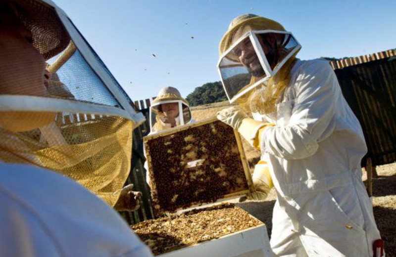 The Bee Experience at Carmel Valley Ranch