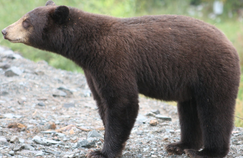 Bear at Bakers Narrows Lodge.