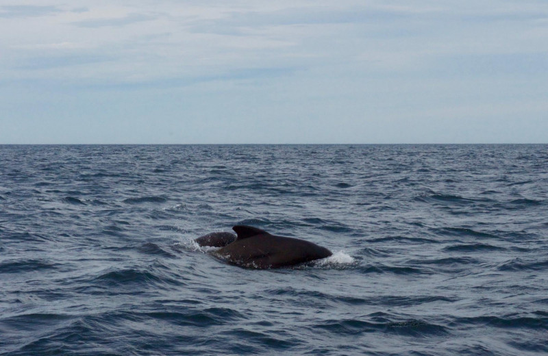 Whale watching at Cabot Shores Wilderness Resort.