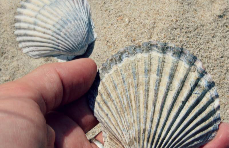 Sea shells at Shangri La Motel.