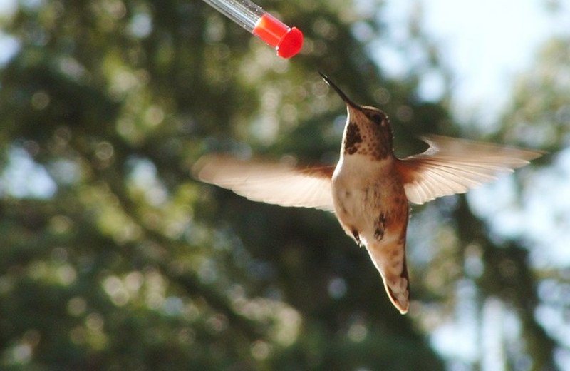 Hummingbird at Cheechako Cabins.