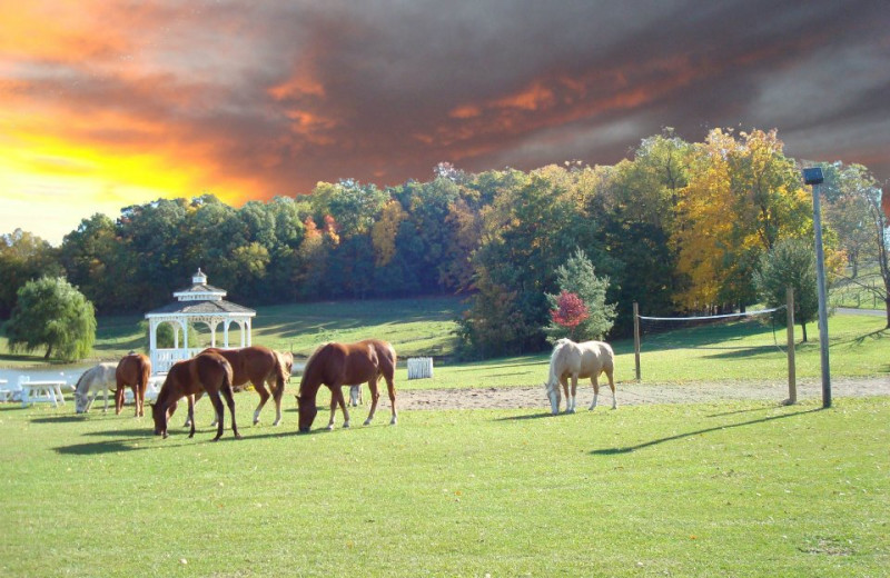 Grounds at Guggisberg Swiss Inn/Amish Country Riding Stables.