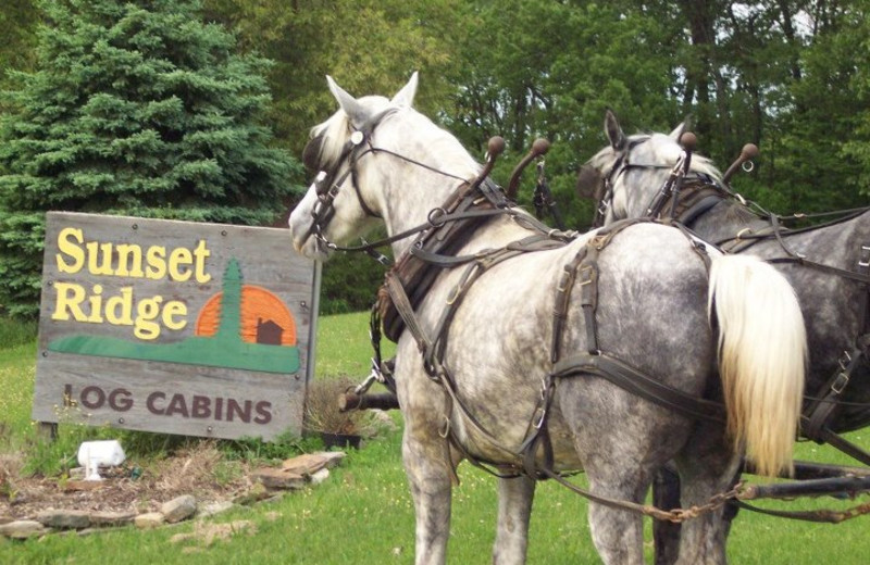 Horse carriage ride at Sunset Ridge Log Cabins.