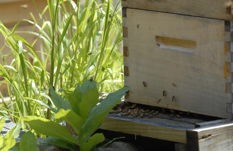 Bees at The Spa at Norwich Inn.