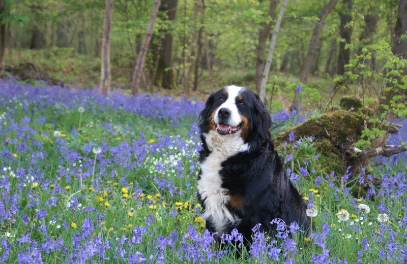 Pets welcome at American Patriot Getaways, LLC.
