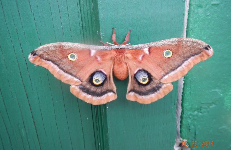 Moth at Rainbow Point Lodge.