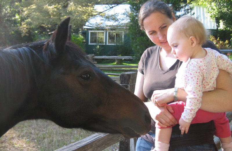 Horse at Ripple Creek Cabins.