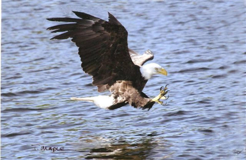 Eagle at Pine Aire Resort.