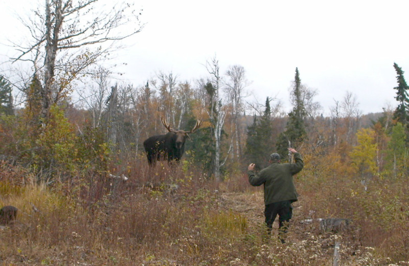 Moose watching at Gunflint Lodge.
