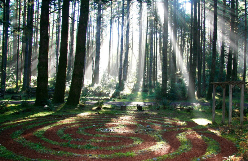 Maze at WildSpring Guest Habitat.