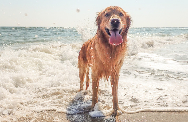 Pets welcome at Surf 