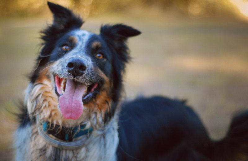 Pets welcome at Westcliff Lodge.