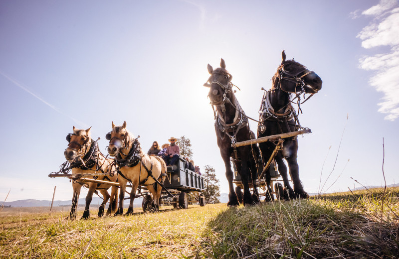 Wagon rides at The Resort at Paws Up.