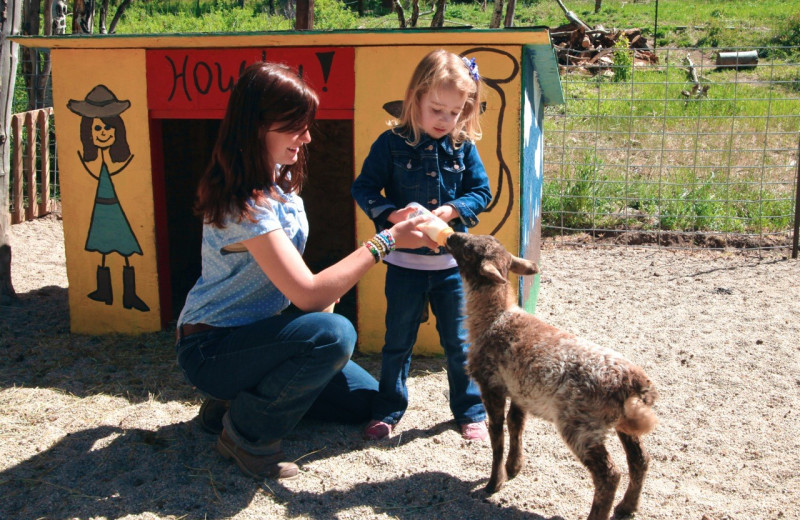 Feeding goat at Elk Mountain Ranch.