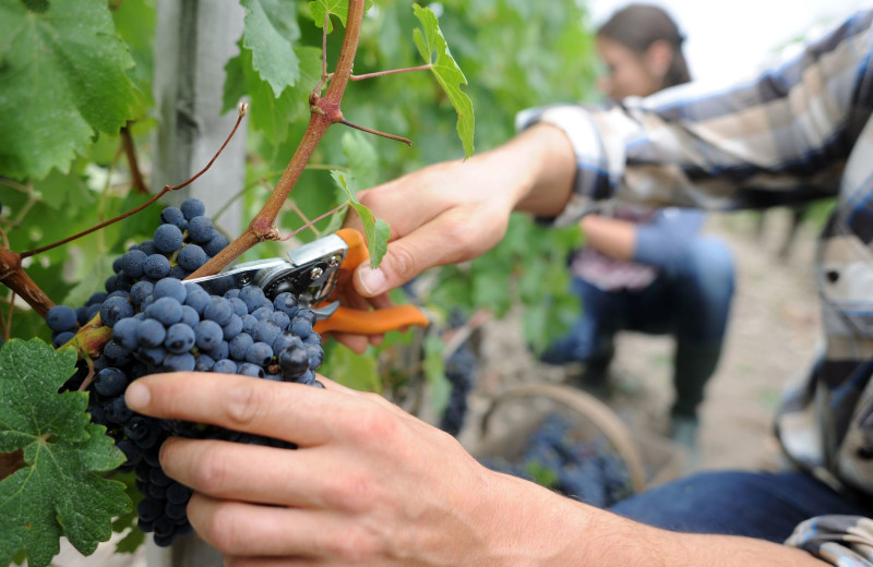 Picking grapes at Woods & Waters Winery Guest House.