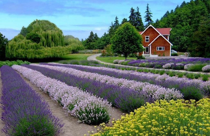 Farm near Brigadoon Vacation Rentals.